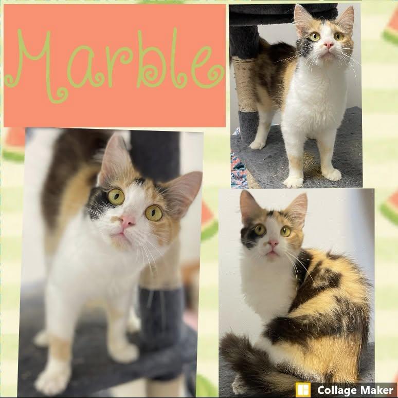 Marble, ADOPTABLE, Adult Female Domestic Short Hair.