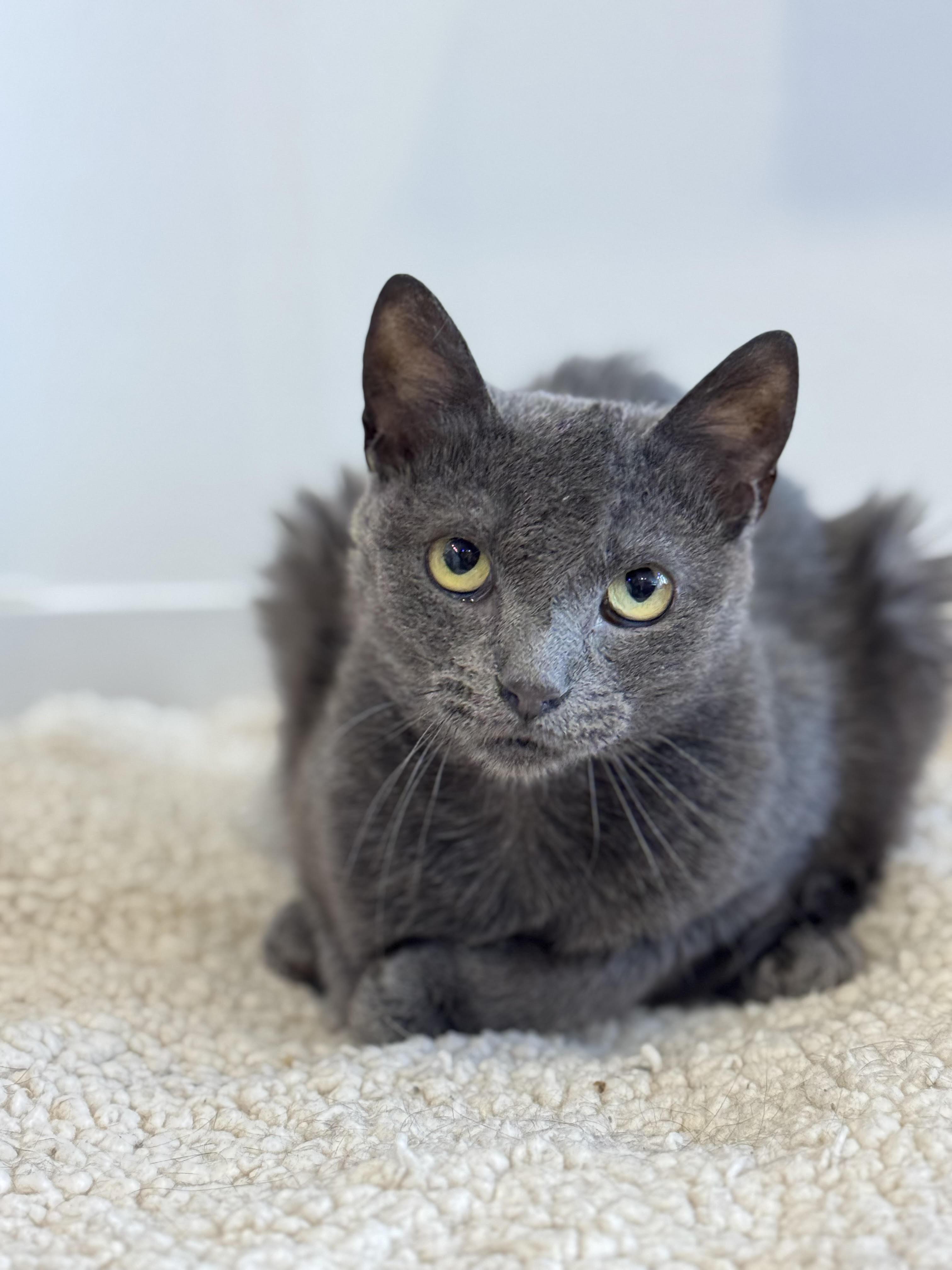 Enlarge Kayleigh, a ADOPTABLE Domestic Short Hair in New Haven, CT image 1/2