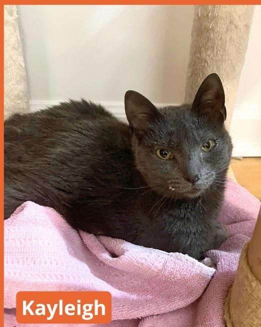 Enlarge Kayleigh, a ADOPTABLE Domestic Short Hair in New Haven, CT image 2/2