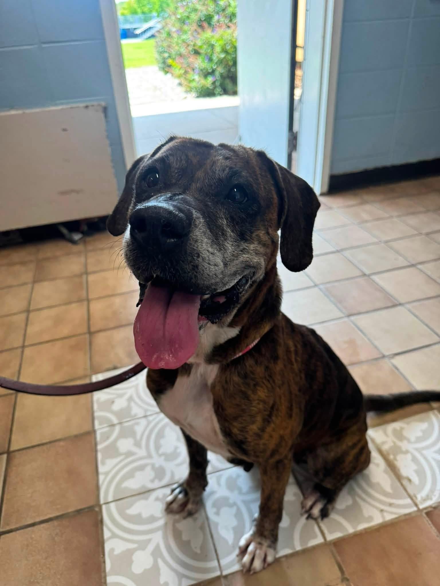 Edwina, ADOPTABLE, Senior Female Plott Hound.