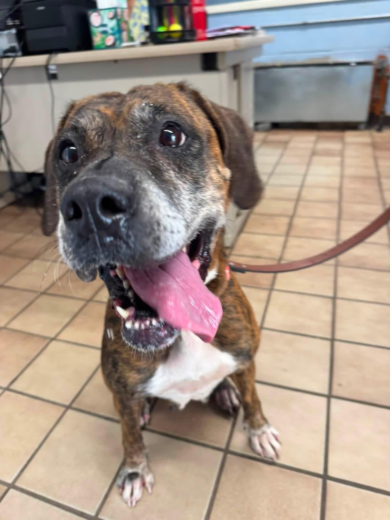 Edwina, a ADOPTABLE Plott Hound in Edison, NJ image 2/3