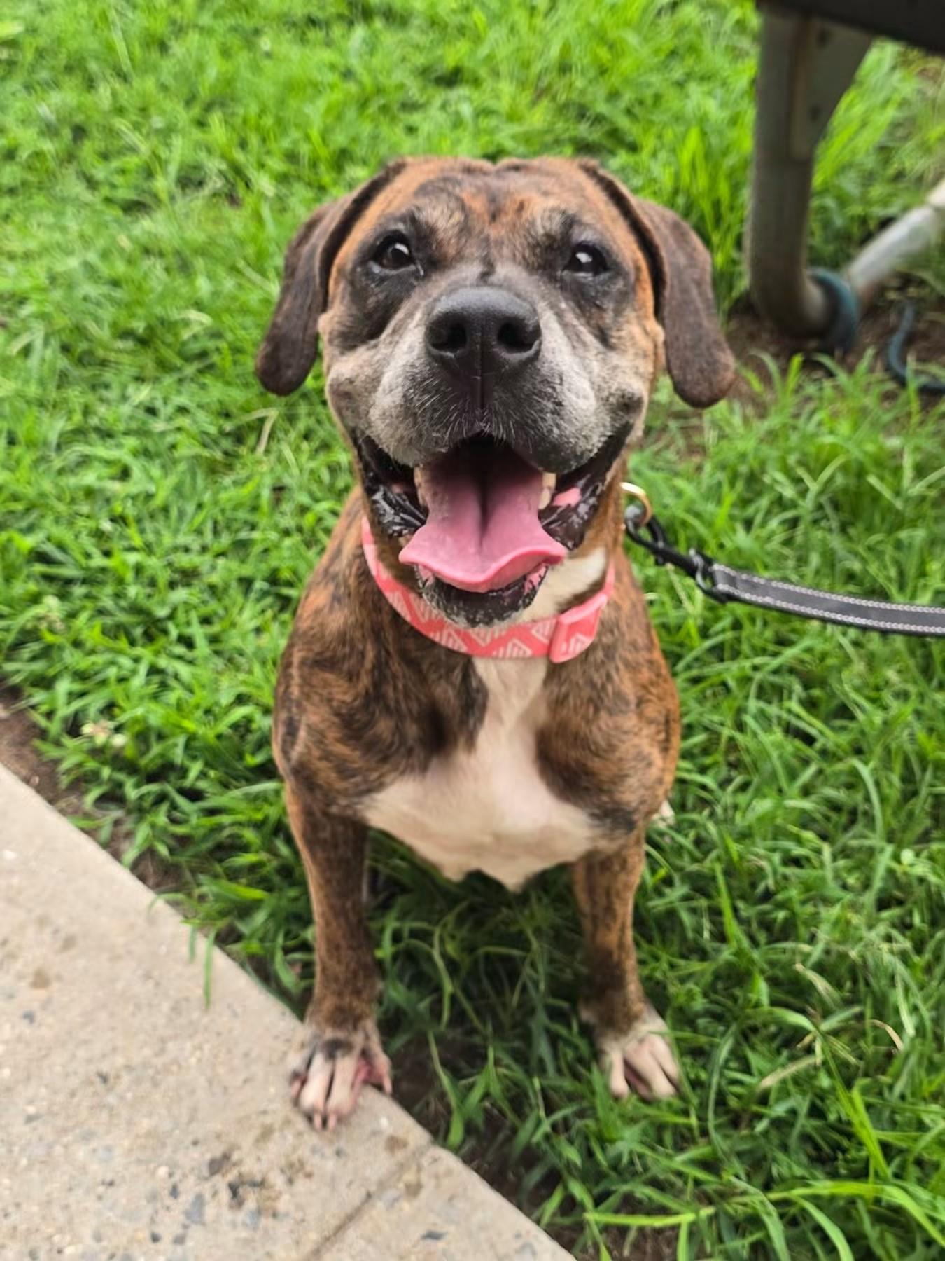 Edwina, Adoptable, Senior Female Plott Hound.