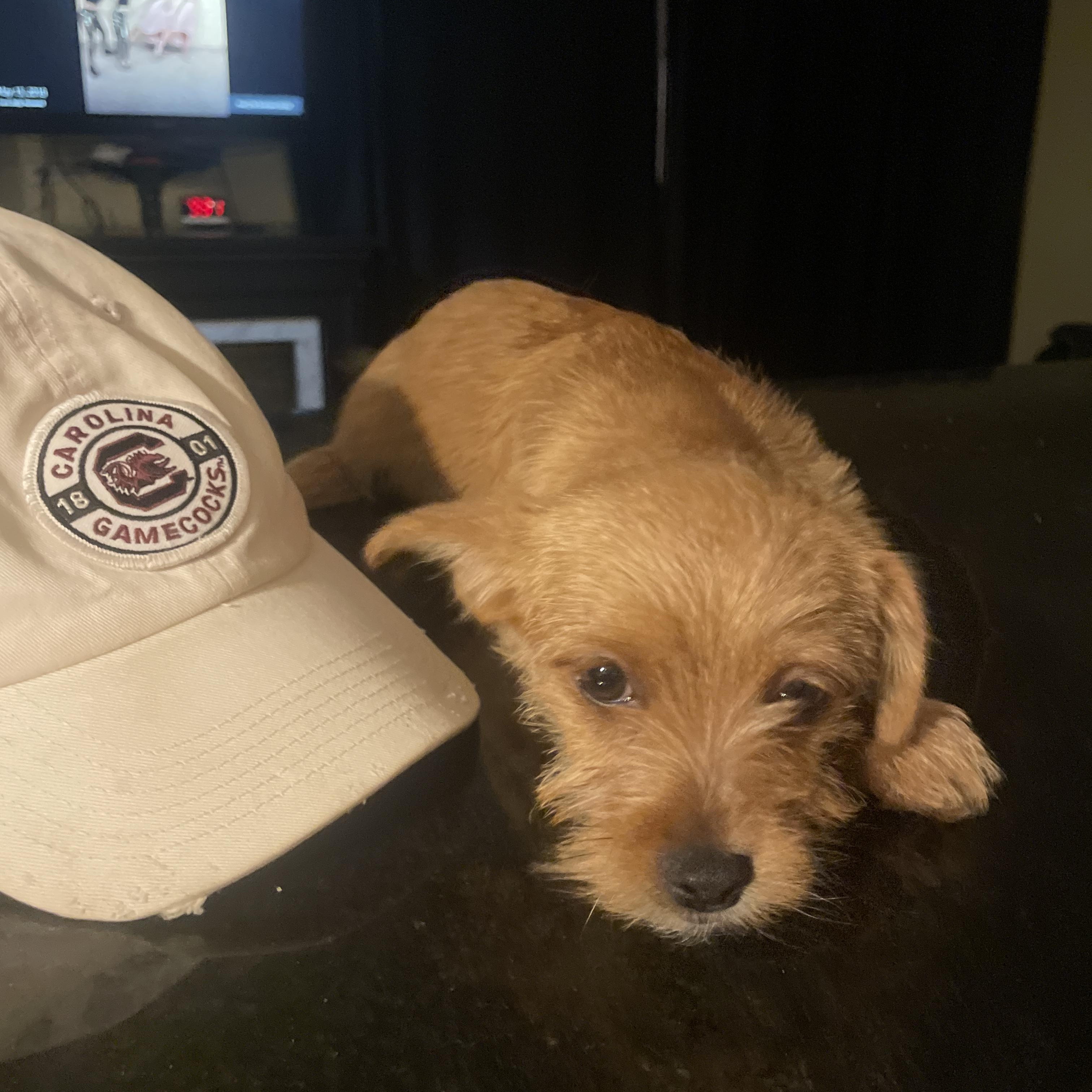 Owen, an adopted mixed breed in Copiague, NY image 2/4