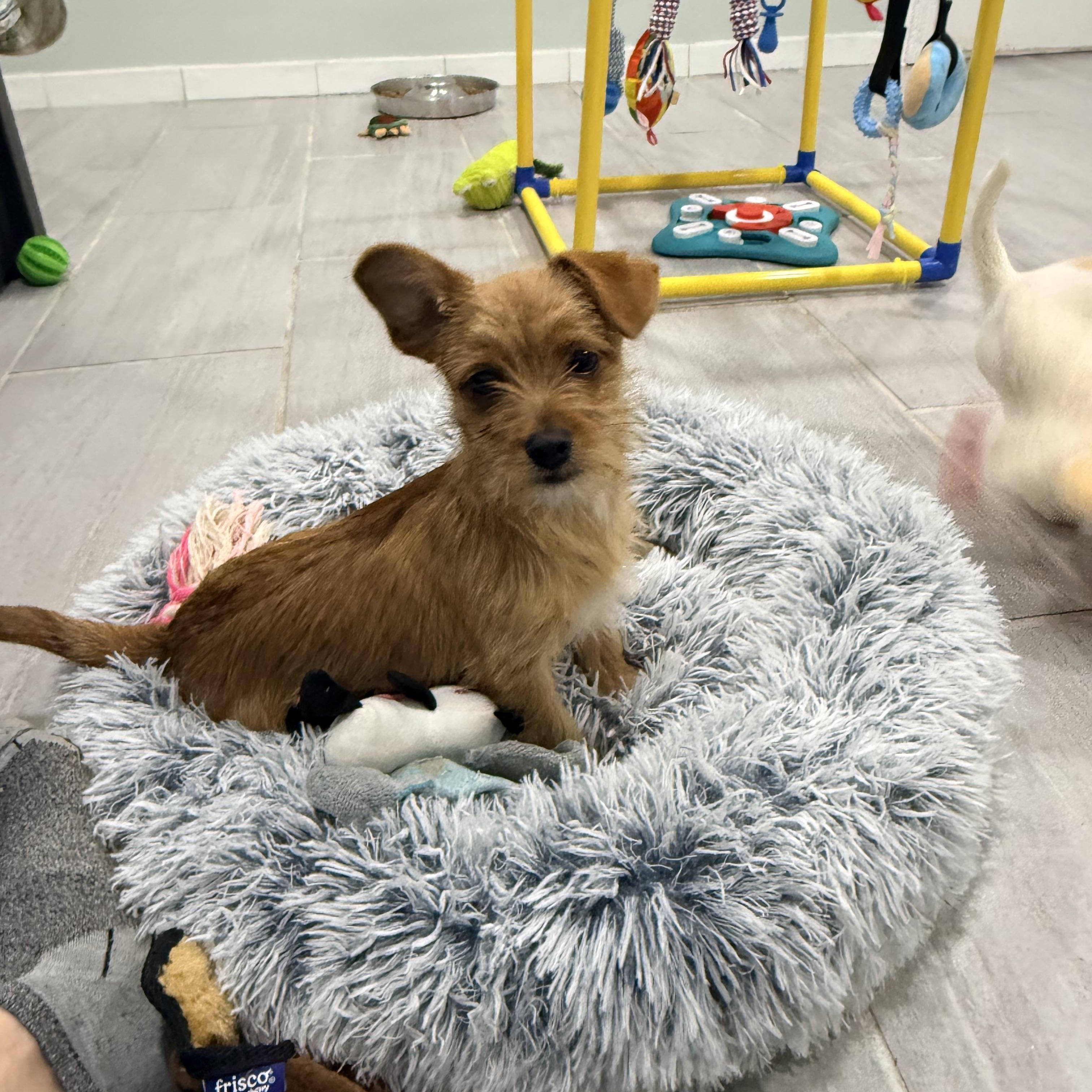 Owen, an adopted mixed breed in Copiague, NY image 4/4