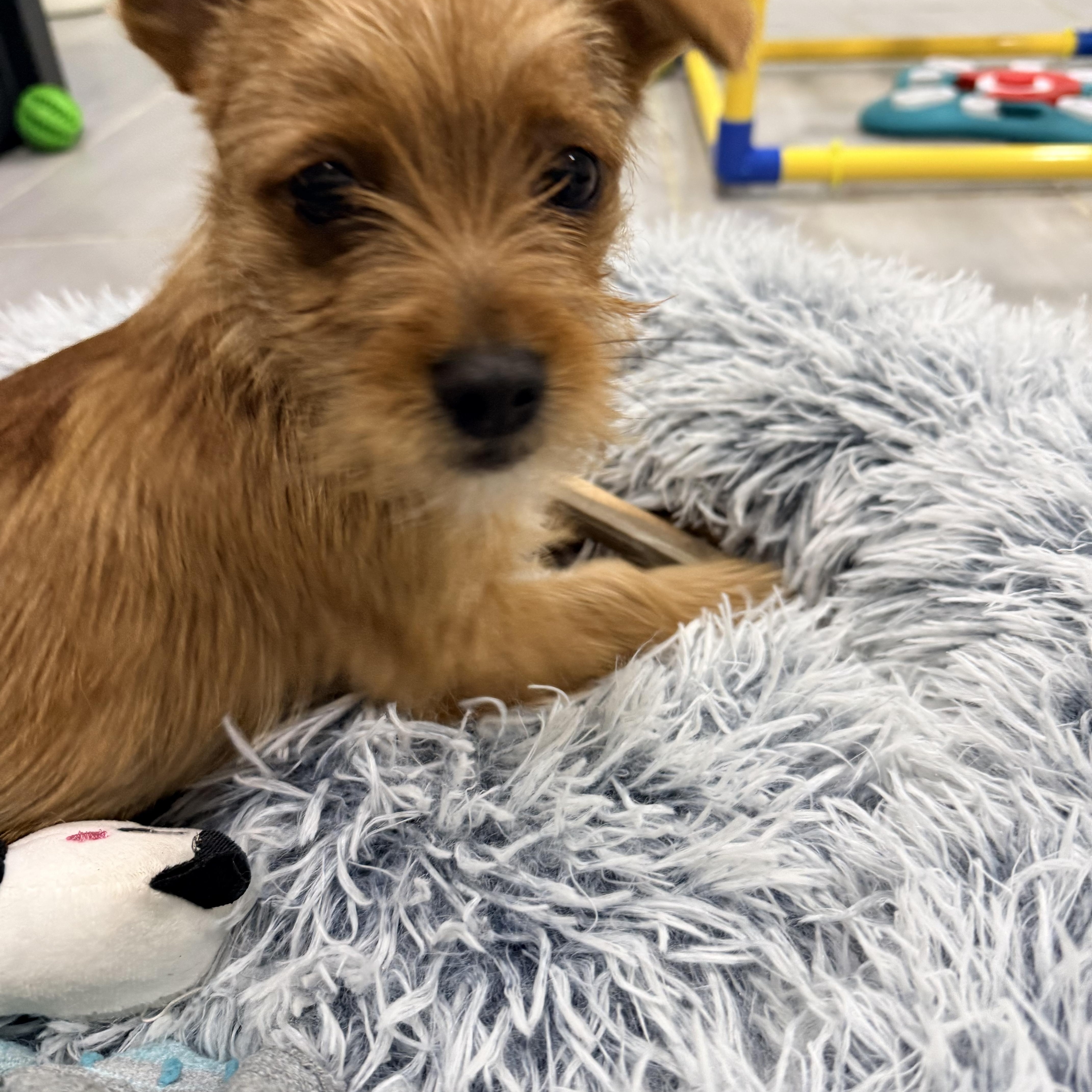 Owen, an adopted mixed breed in Copiague, NY image 3/4