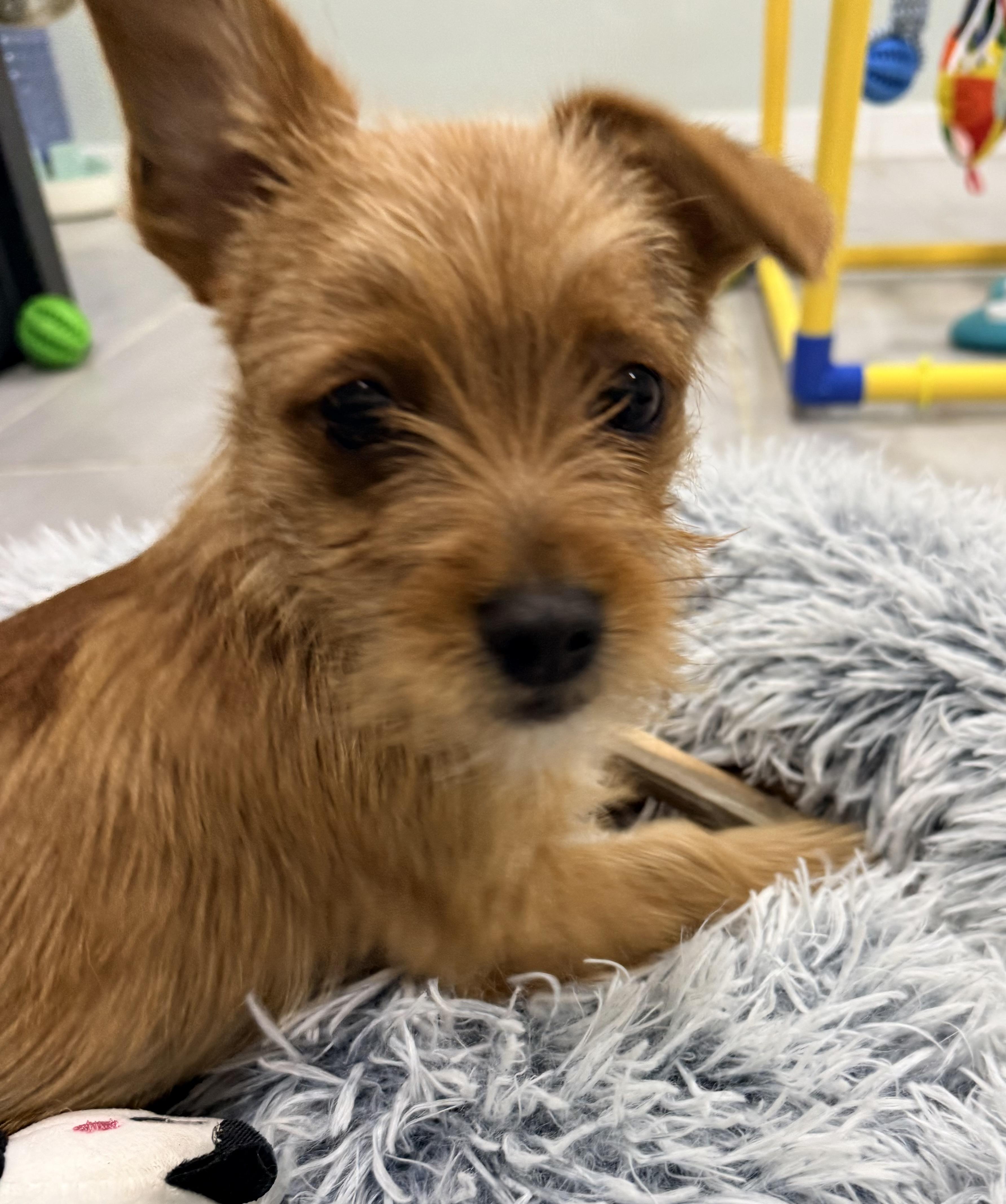 Owen, an adopted mixed breed in Copiague, NY image 1/4