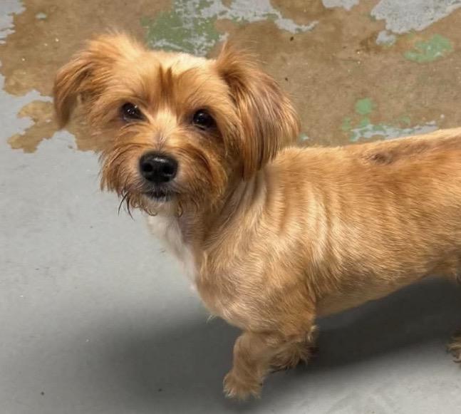 Mazi, Adopted, Adult Male Terrier.
