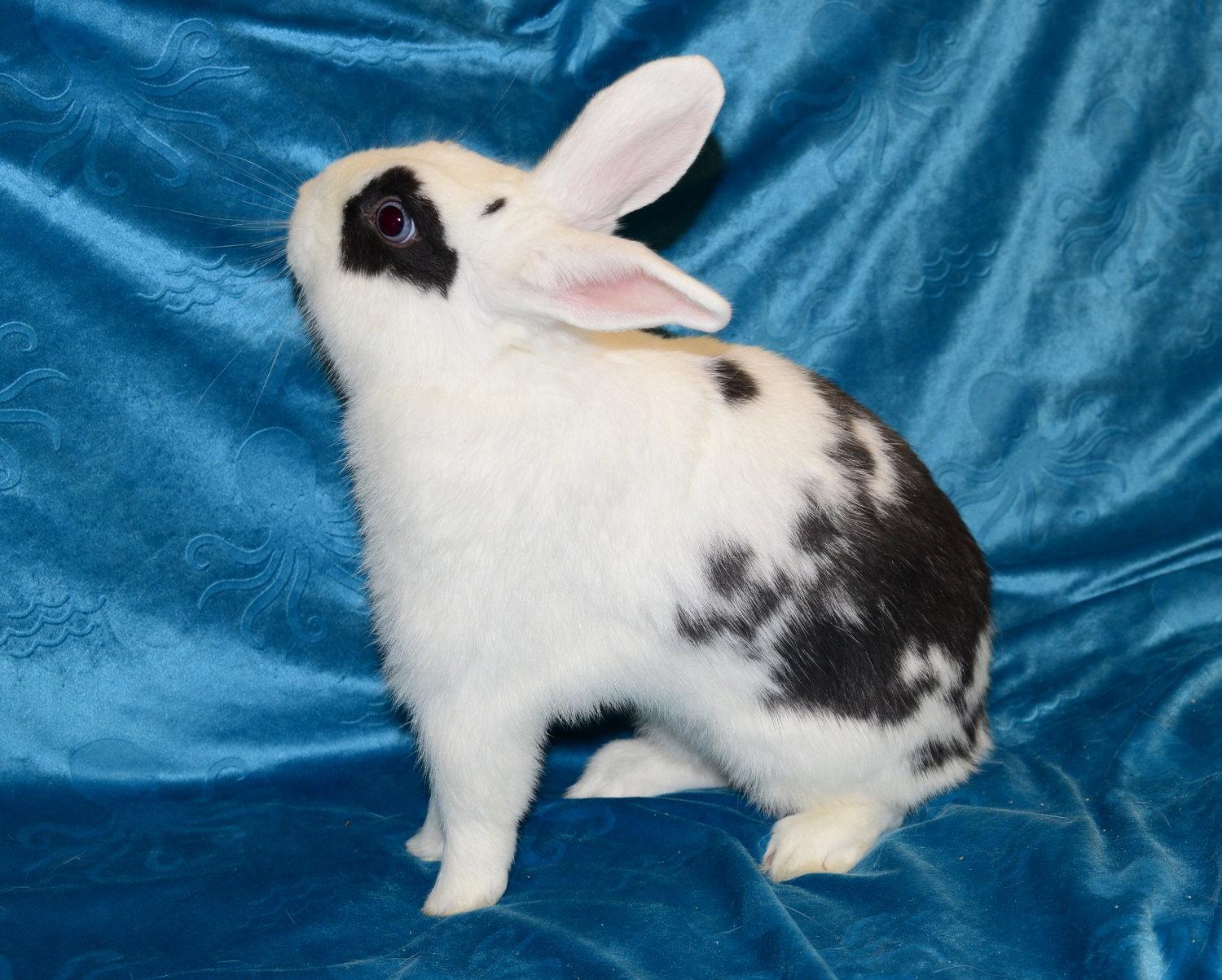 Nate, Adoptable, Young Male Polish.