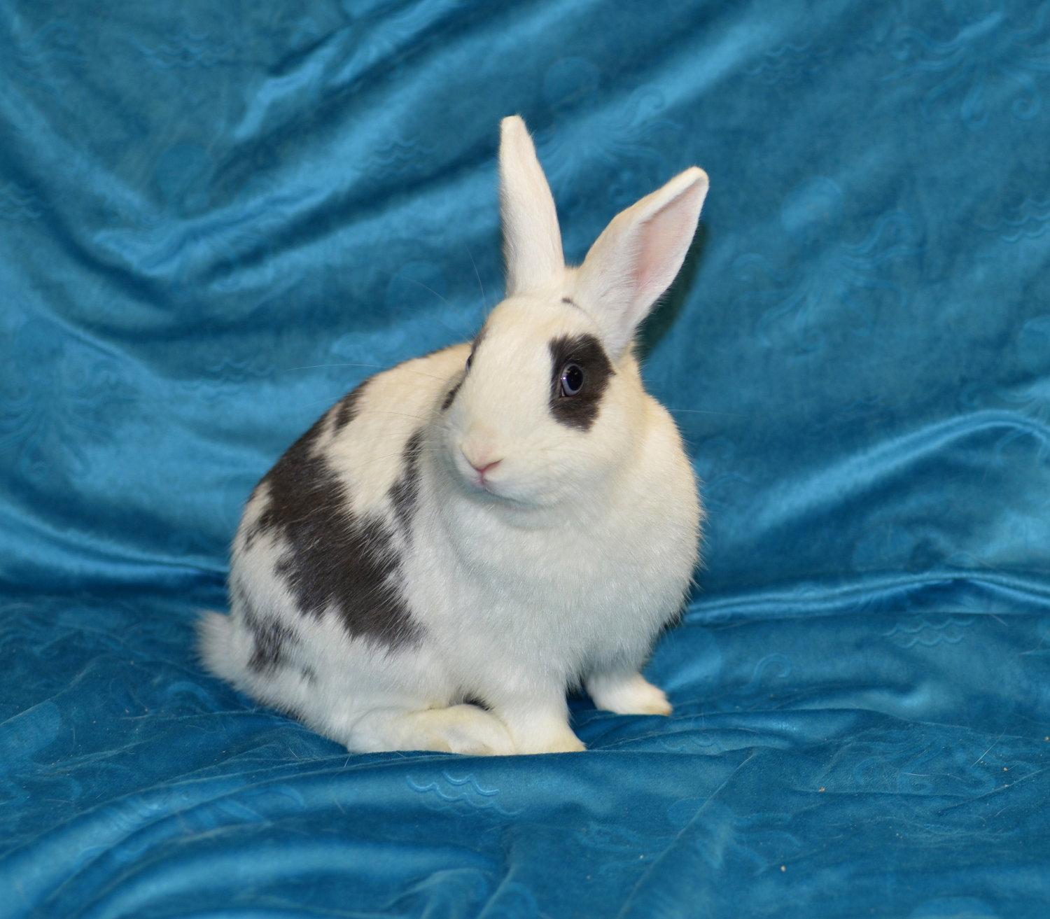 Enlarge Nate, a Adoptable Polish in Chesterfield, MO image 2/3