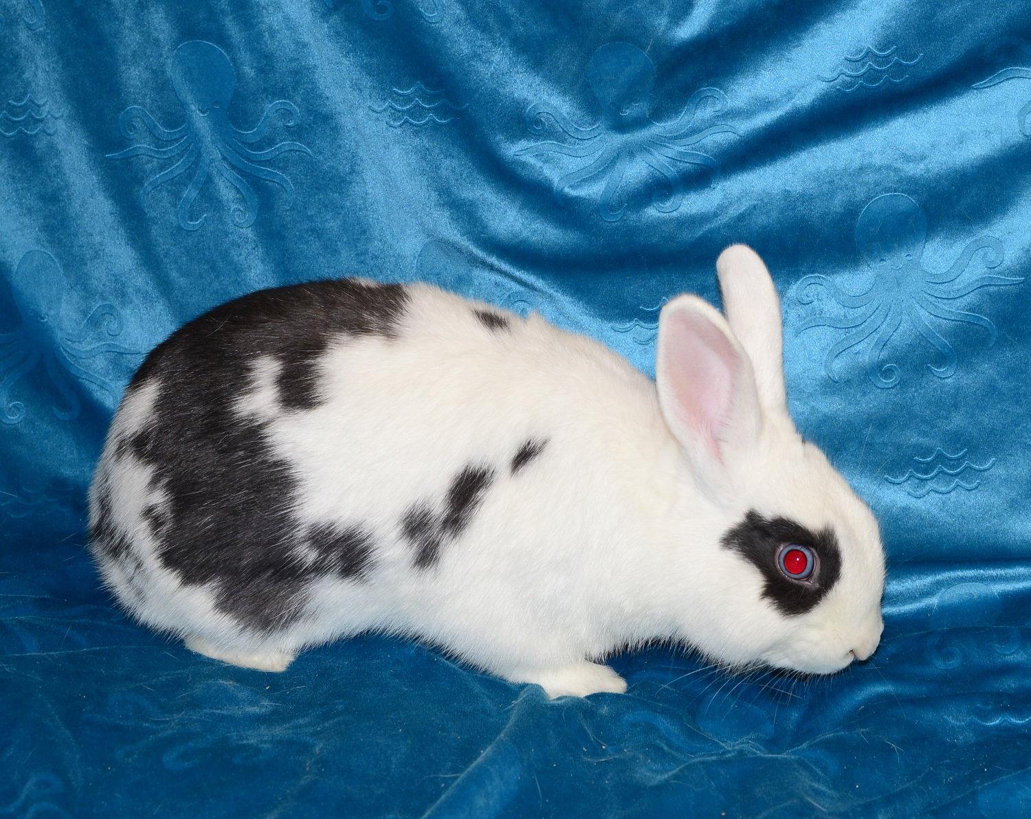 Enlarge Nate, a Adoptable Polish in Chesterfield, MO image 3/3