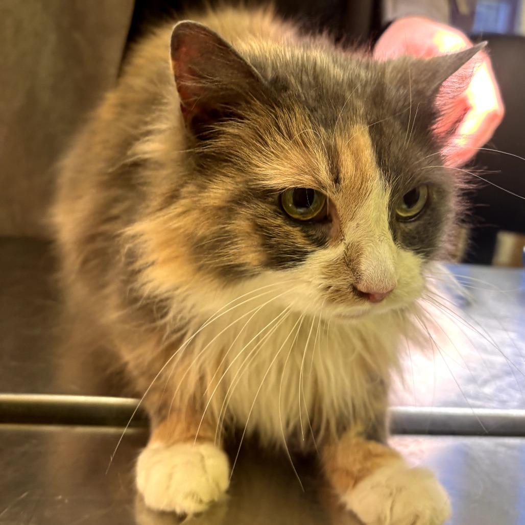 Ankhet, a ADOPTABLE Domestic Long Hair in Hudson, NY image 1/2