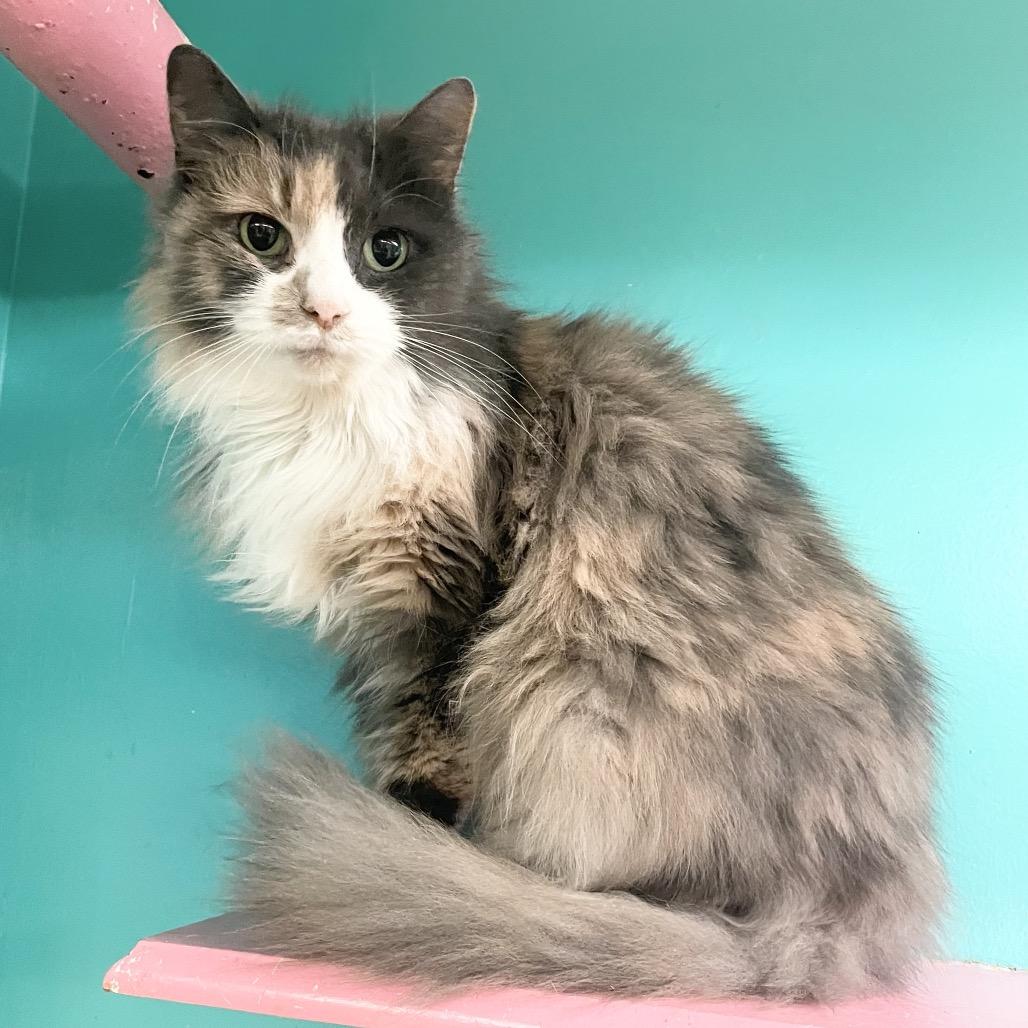 Ankhet, a ADOPTABLE Domestic Long Hair in Hudson, NY image 2/2