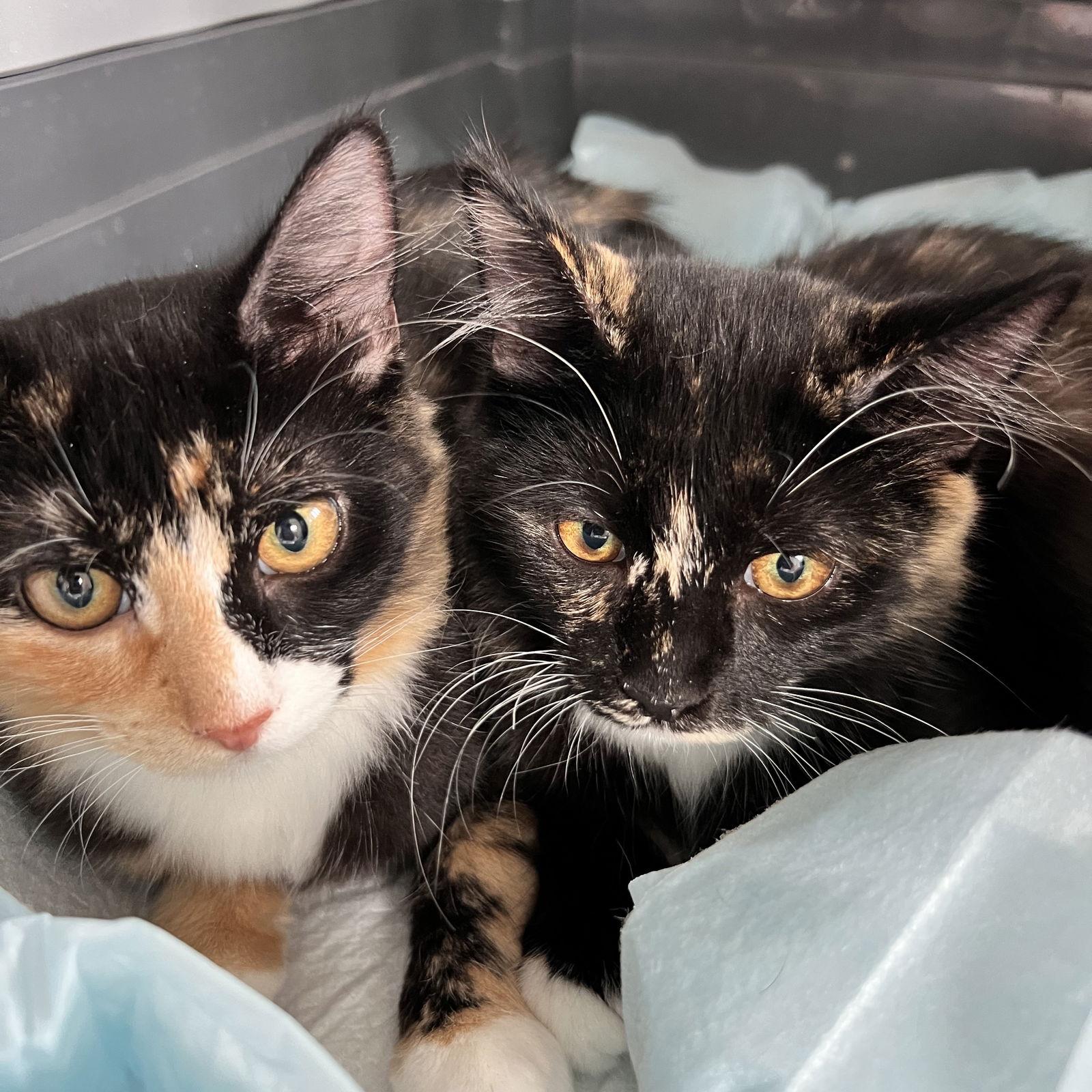 Enlarge Zsa Zsa and Eva, a Adoptable Tortoiseshell in Dripping Springs, TX image 1/1
