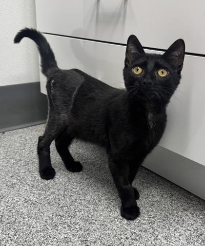 Auggie, a Adoptable mixed breed in Tinley Park, IL image 2/5