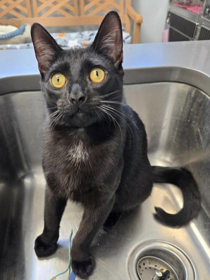 Auggie, a Adoptable mixed breed in Tinley Park, IL image 4/5