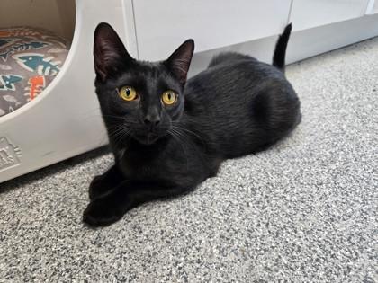 Auggie, a Adoptable mixed breed in Tinley Park, IL image 3/5