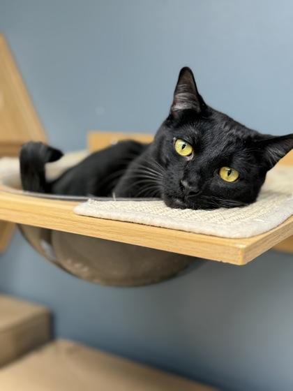 Enlarge Auggie, a Adoptable mixed breed in Tinley Park, IL image 2/6