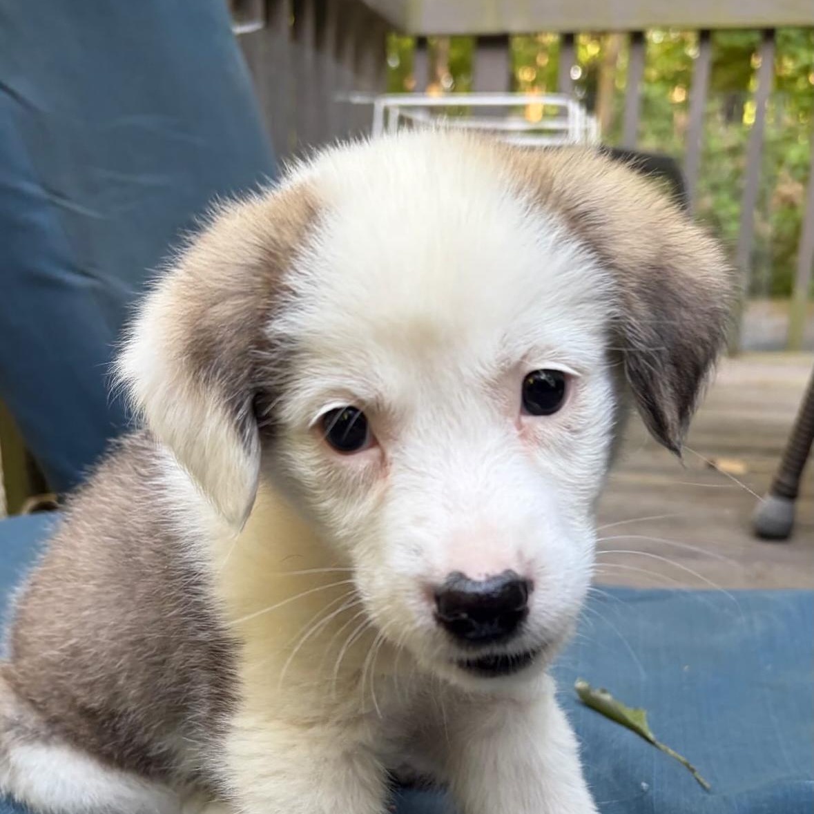 Enlarge Maple, an adoptable mixed breed in Richmond, VA image 3/3