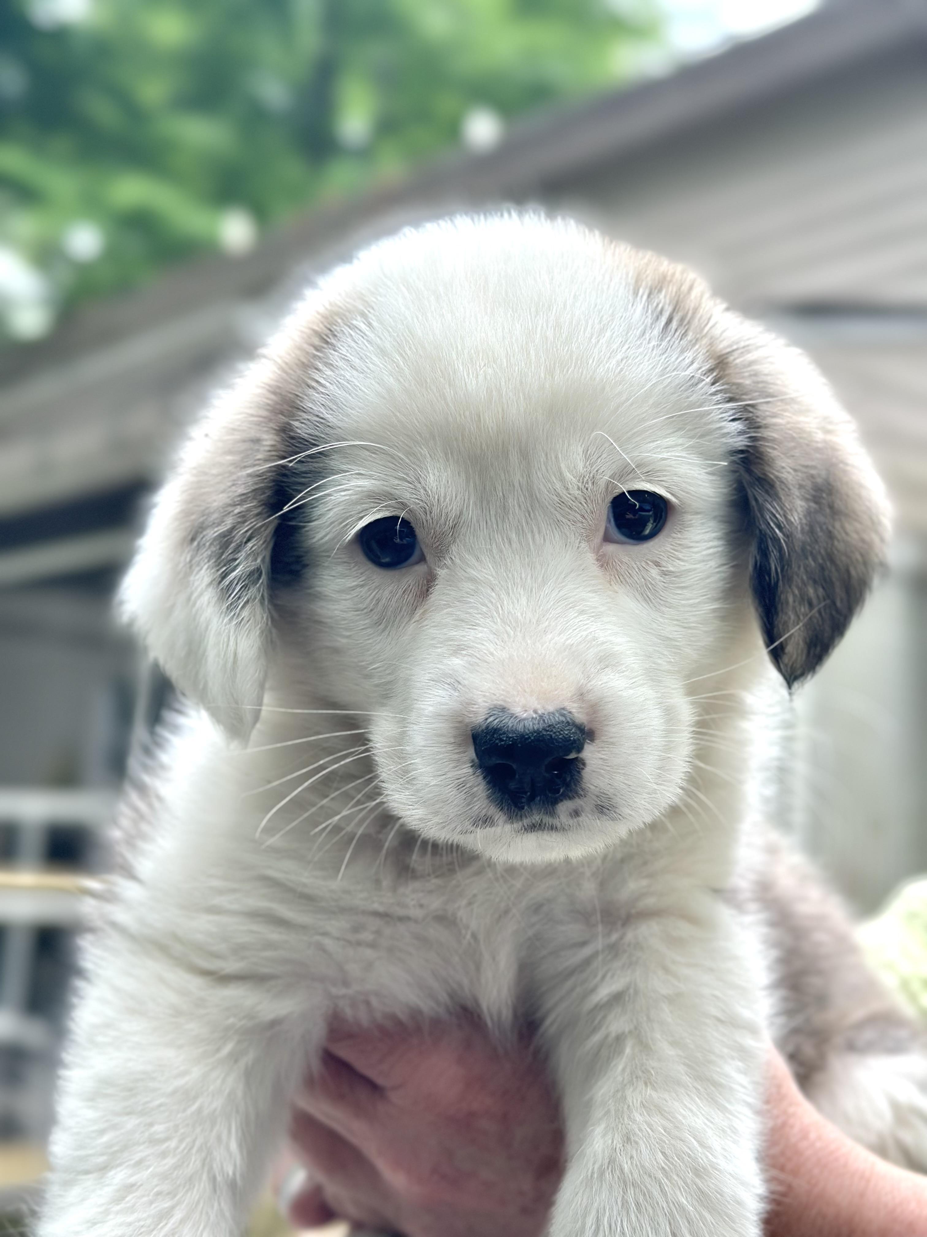 Enlarge Maple, an adoptable mixed breed in Richmond, VA image 1/3