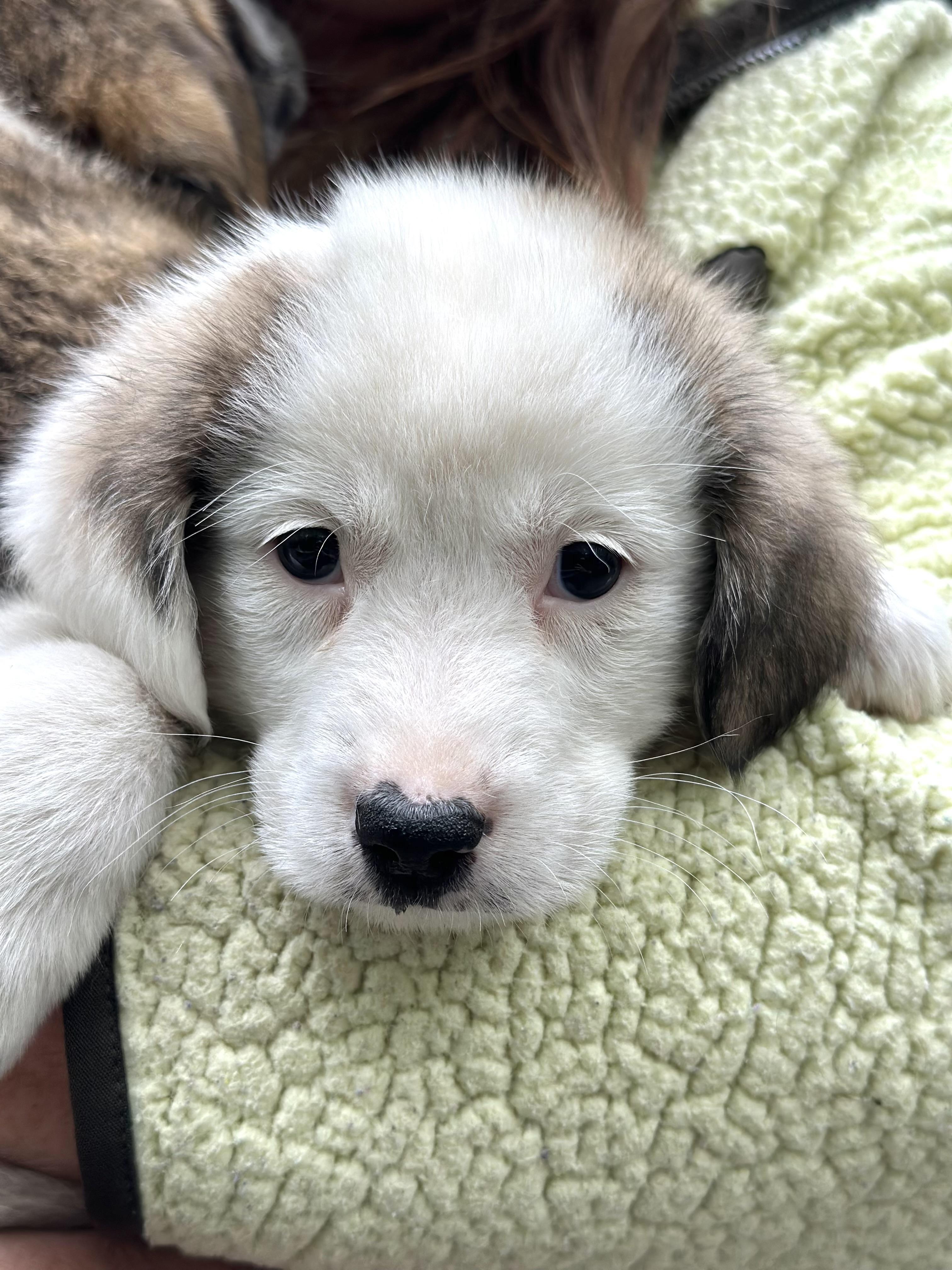 Enlarge Maple, an adoptable mixed breed in Richmond, VA image 2/3