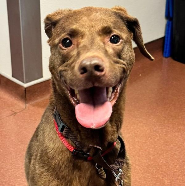 Taika, a Adoptable mixed breed in Oakland, CA image 2/2