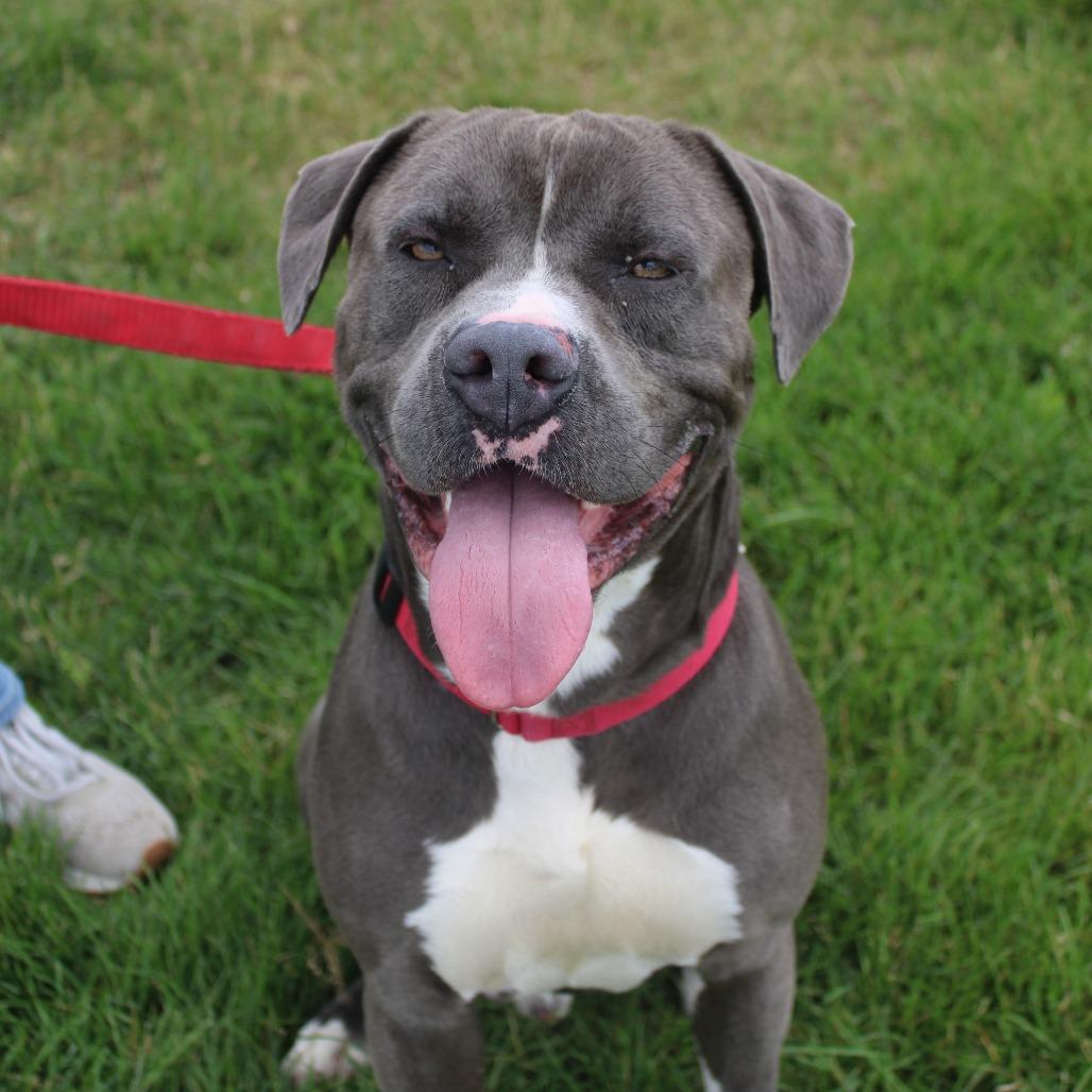 Thor, Adoptable, Adult Male Pit Bull Terrier & Mixed Breed.