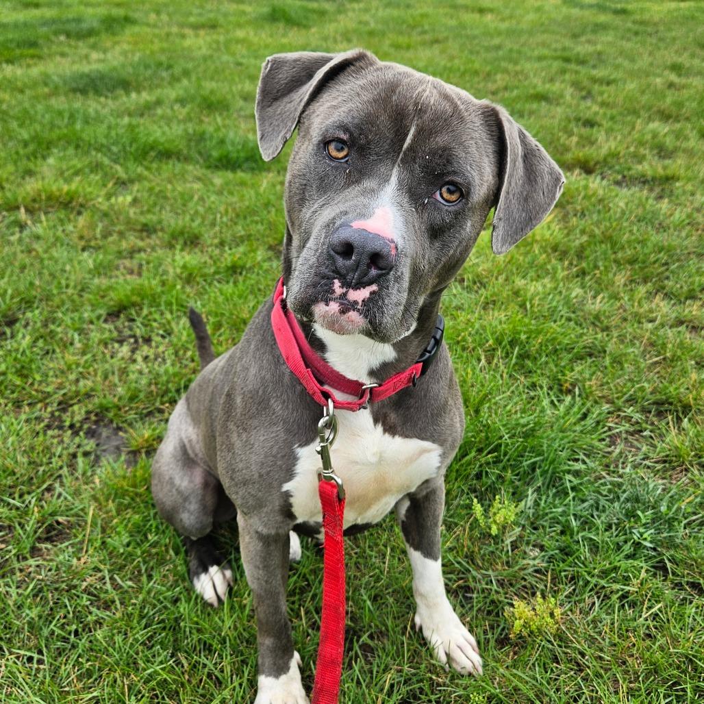Enlarge Thor, a Adoptable mixed breed in Champaign, IL image 2/4