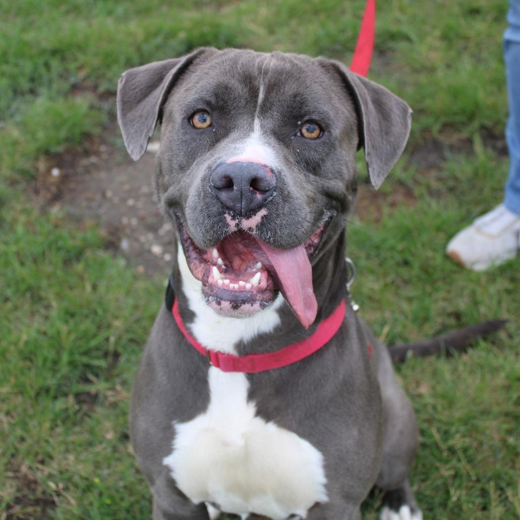 Enlarge Thor, a Adoptable mixed breed in Champaign, IL image 3/4