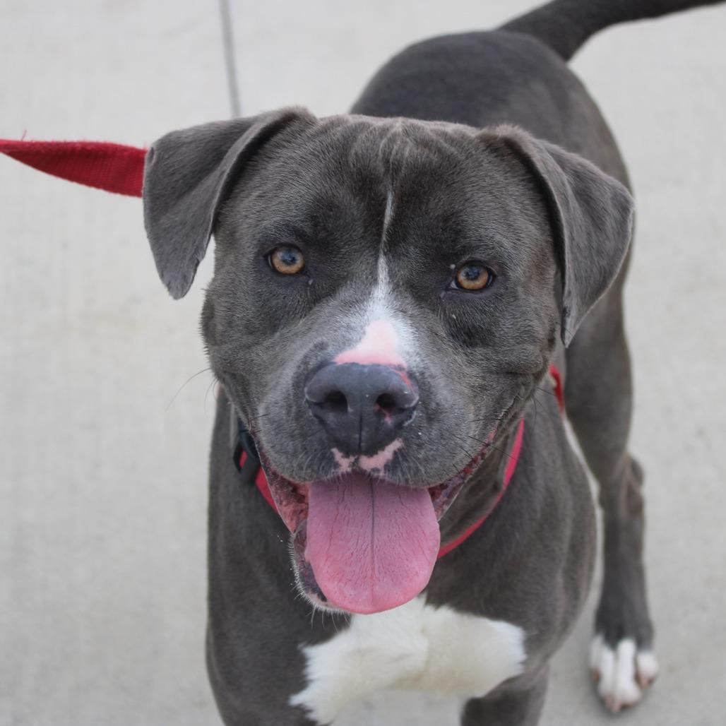 Enlarge Thor, a Adoptable mixed breed in Champaign, IL image 4/4