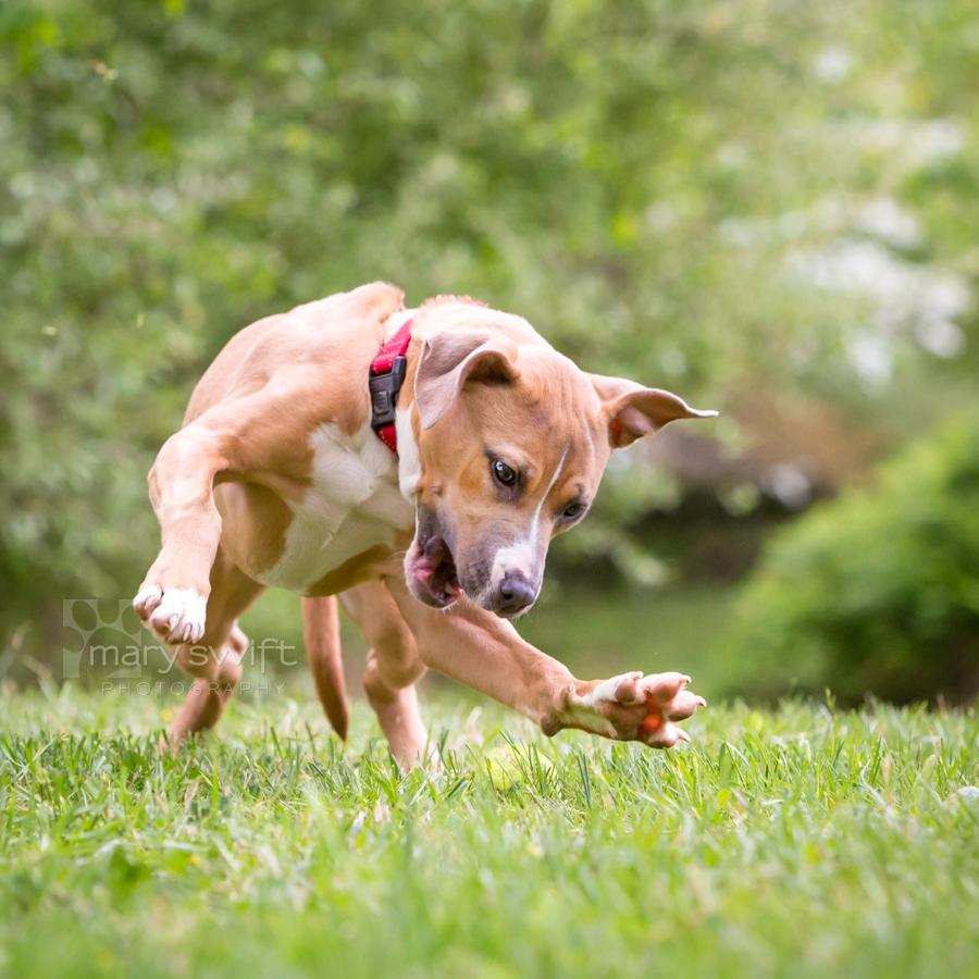 Aubrey, a ADOPTABLE mixed breed in Reisterstown, MD image 4/5