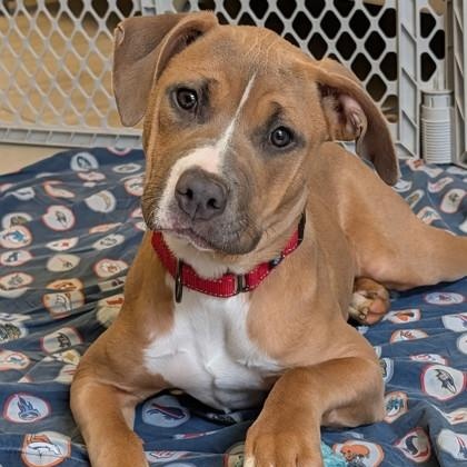 Aubrey, ADOPTABLE, Young Female Pit Bull Terrier.