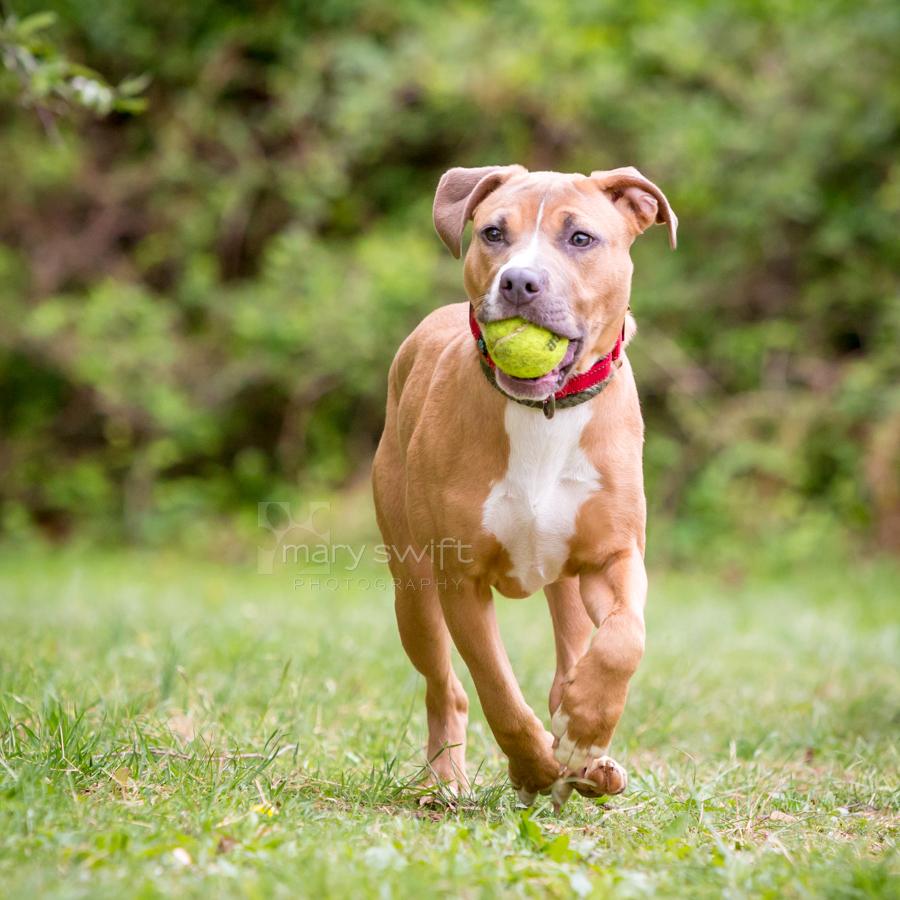 Aubrey, a ADOPTABLE mixed breed in Reisterstown, MD image 3/5