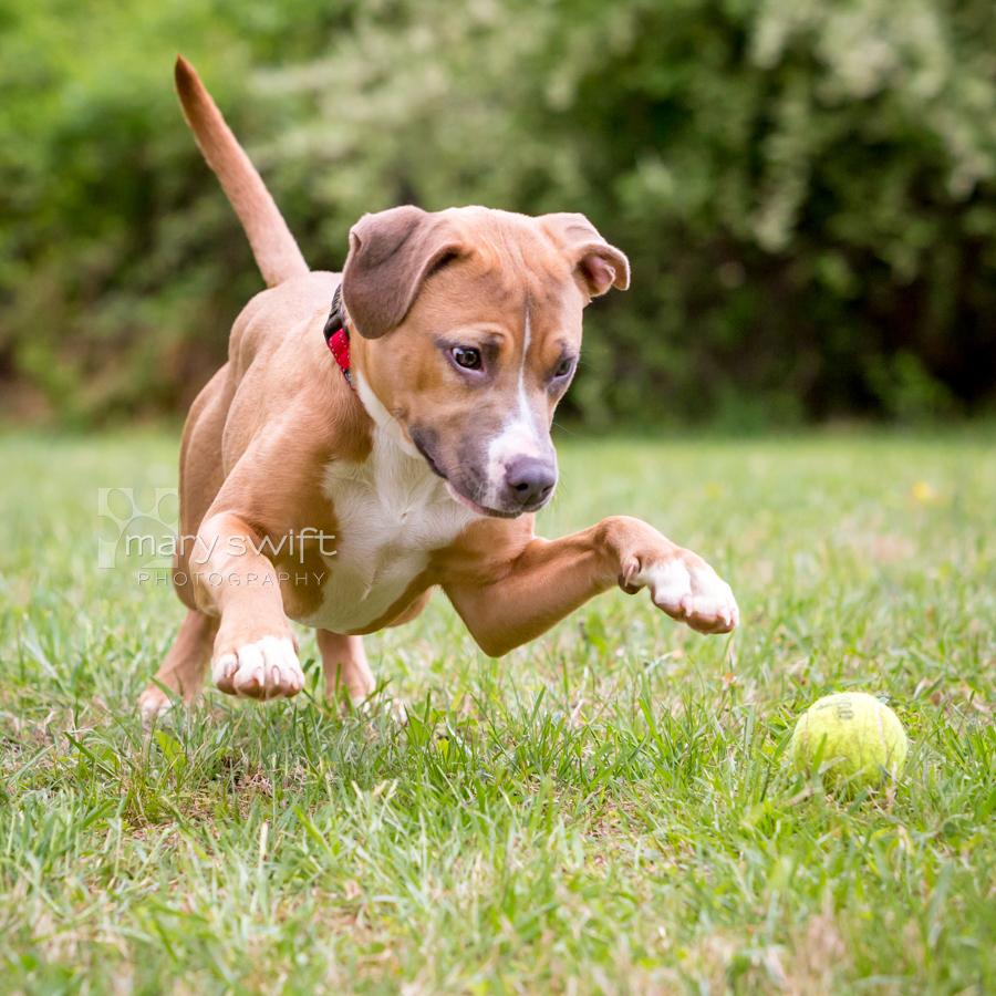 Aubrey, a ADOPTABLE mixed breed in Reisterstown, MD image 1/5