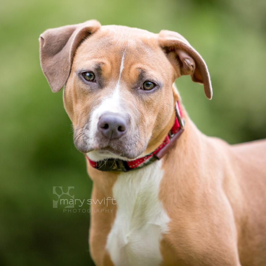 Aubrey, a ADOPTABLE mixed breed in Reisterstown, MD image 2/5
