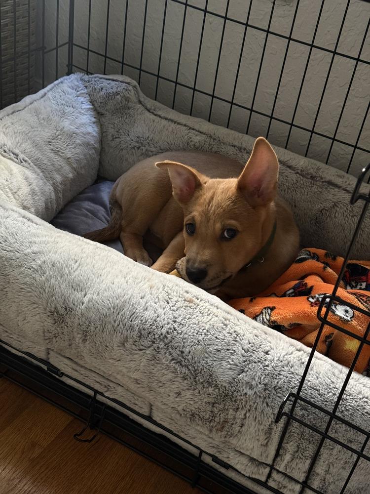 Monchi, Adoptable, Puppy Male Shepherd.