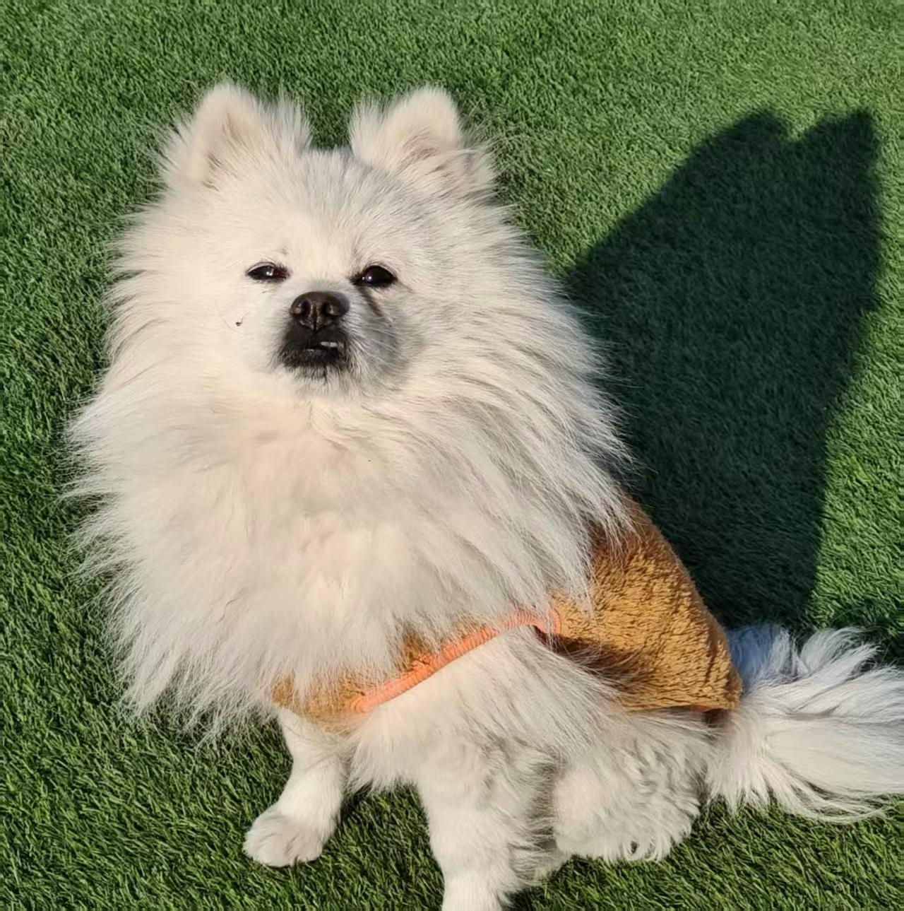 Enlarge Charlie, a ADOPTABLE Pomeranian in Vancouver, BC image 2/4