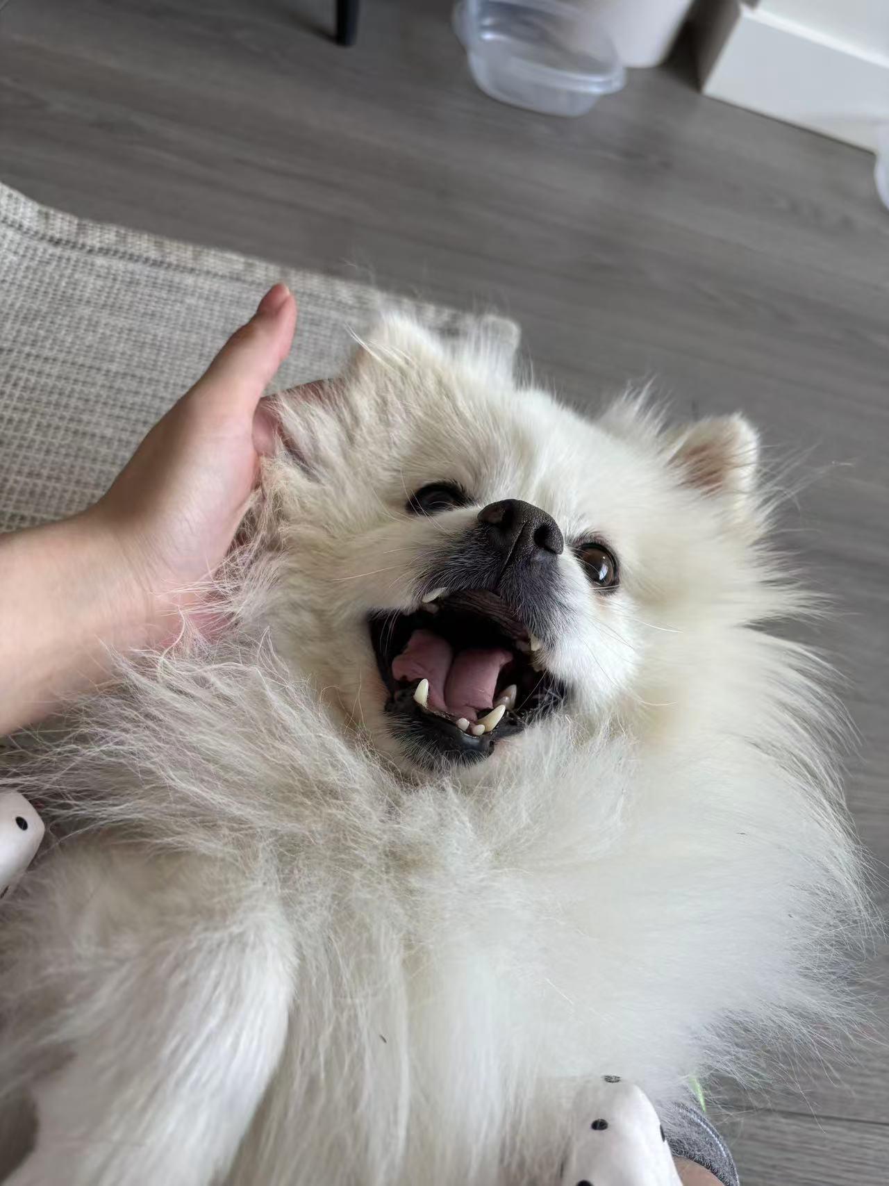 Enlarge Charlie, an adopted Pomeranian in Vancouver, BC image 5/6