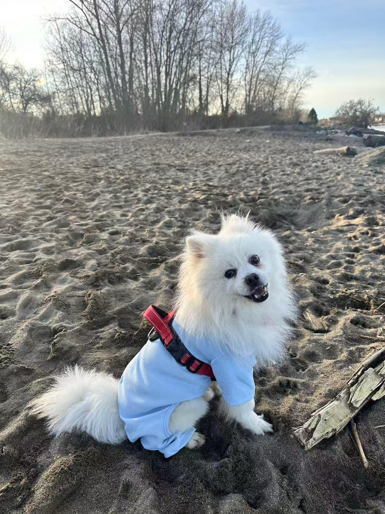 Enlarge Charlie, an adopted Pomeranian in Vancouver, BC image 4/6