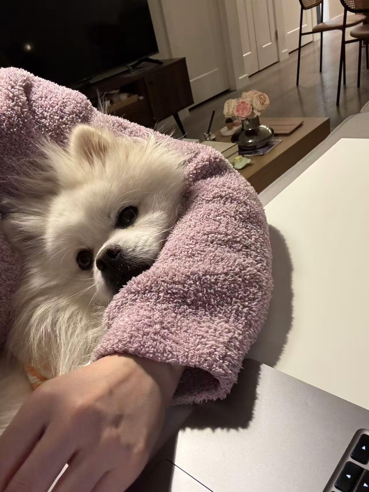 Enlarge Charlie, an adopted Pomeranian in Vancouver, BC image 3/6