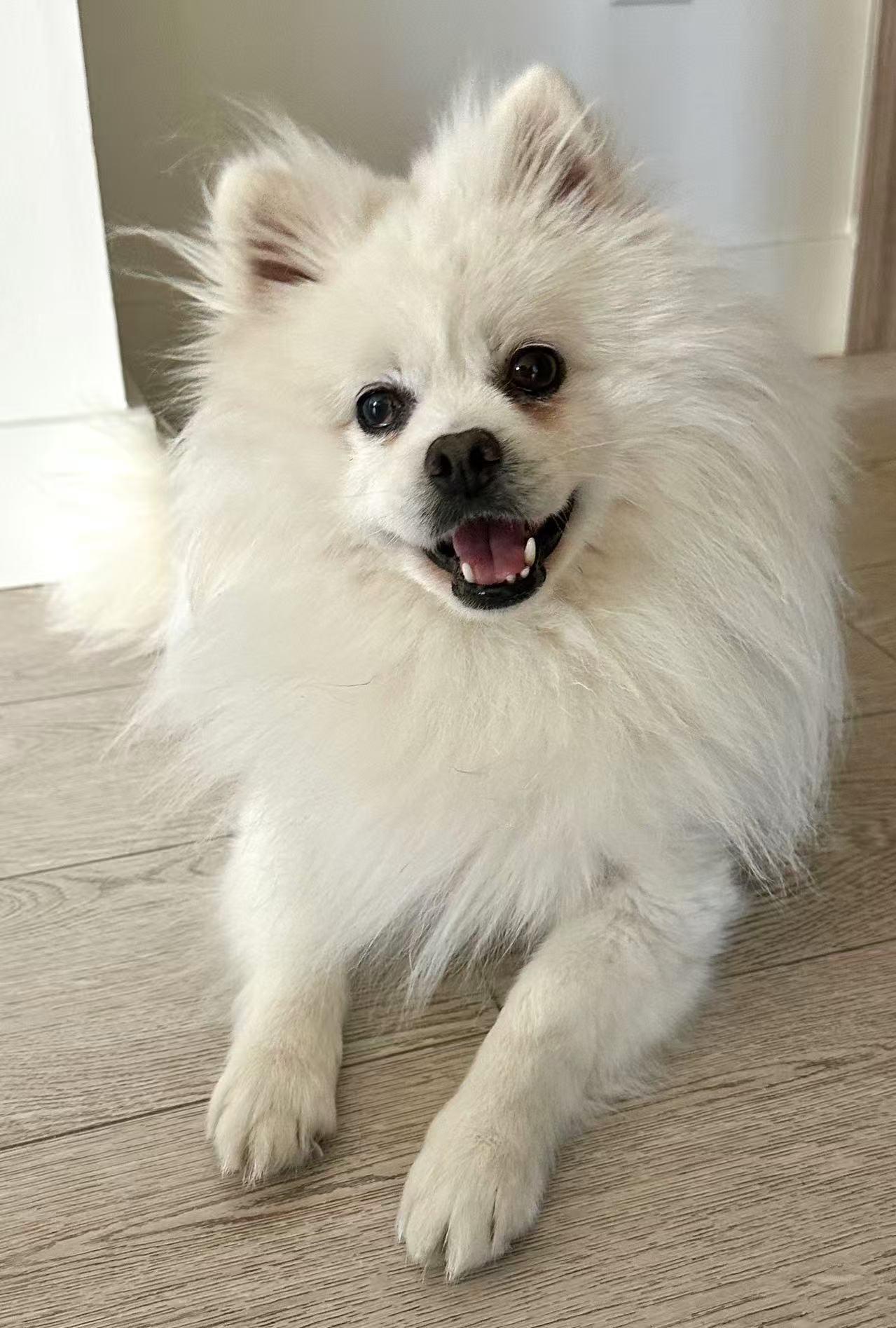 Enlarge Charlie, an adopted Pomeranian in Vancouver, BC image 1/6