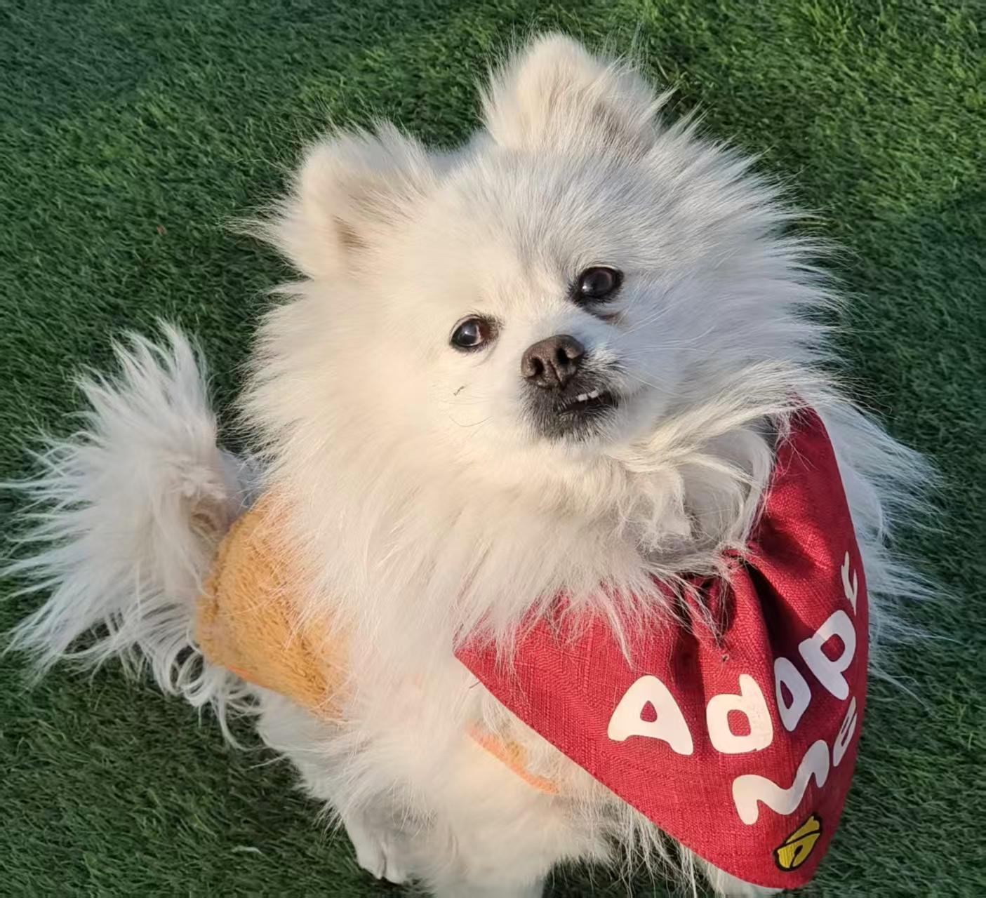 Enlarge Charlie, a ADOPTABLE Pomeranian in Vancouver, BC image 1/4