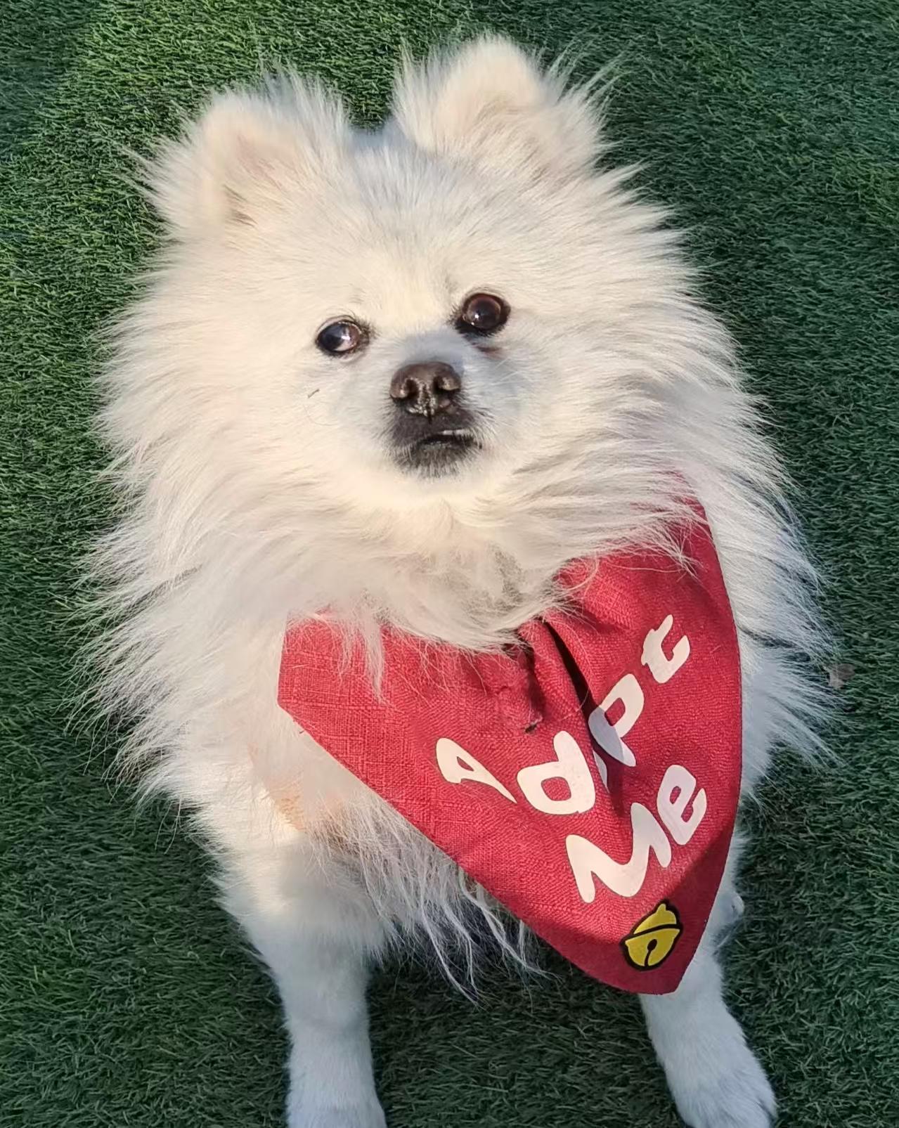 Enlarge Charlie, a ADOPTABLE Pomeranian in Vancouver, BC image 3/4