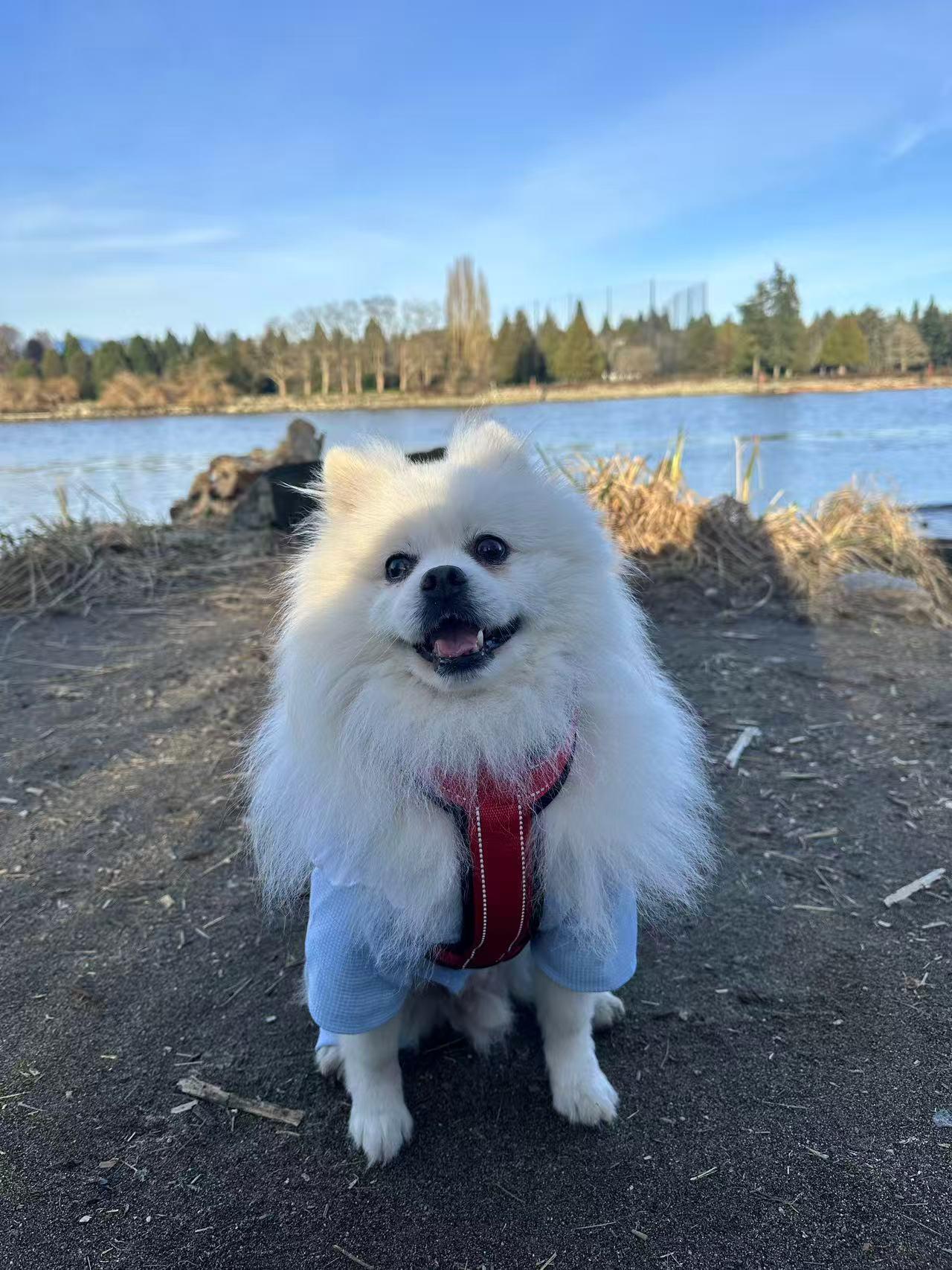 Enlarge Charlie, an adopted Pomeranian in Vancouver, BC image 2/6