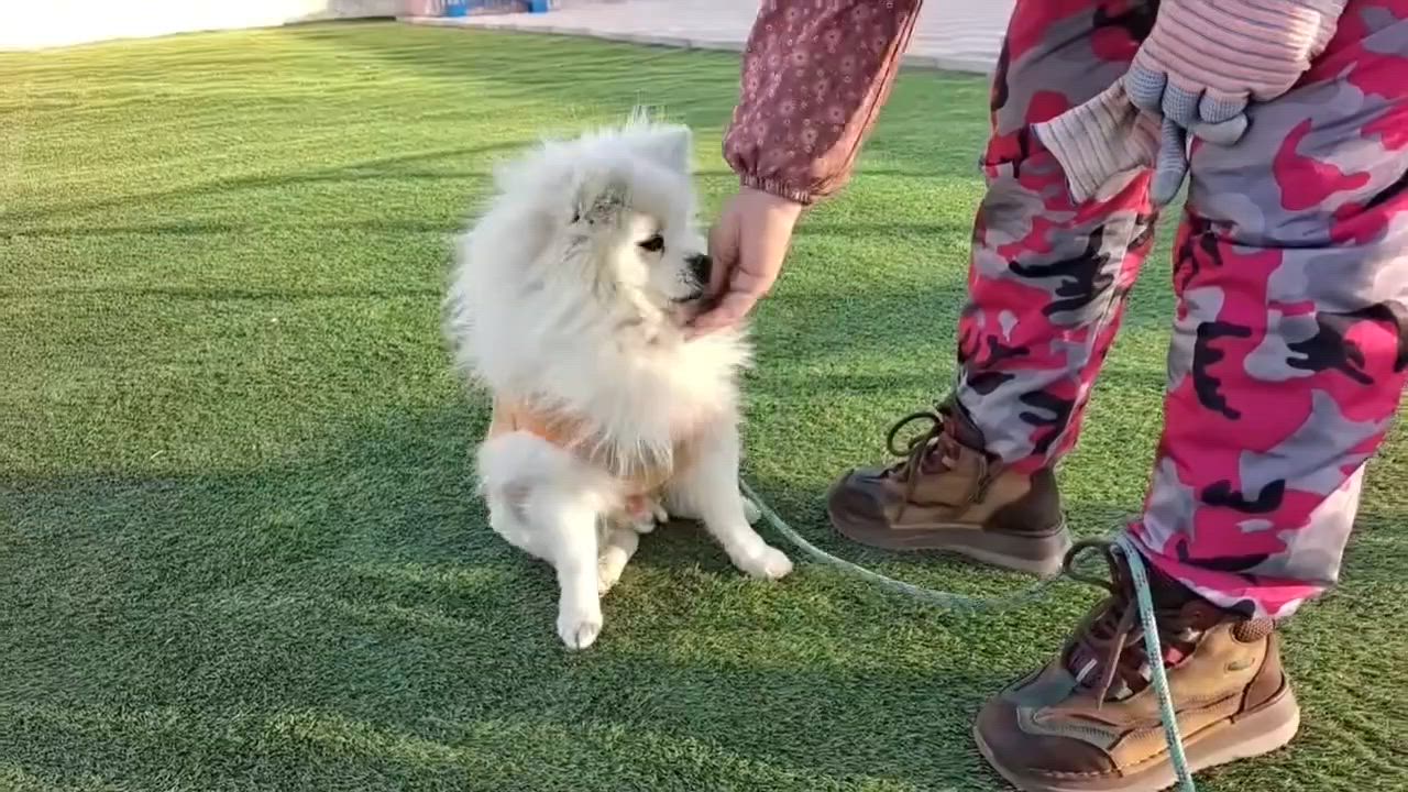 Enlarge Charlie, a ADOPTABLE Pomeranian in Vancouver, BC video 4/4