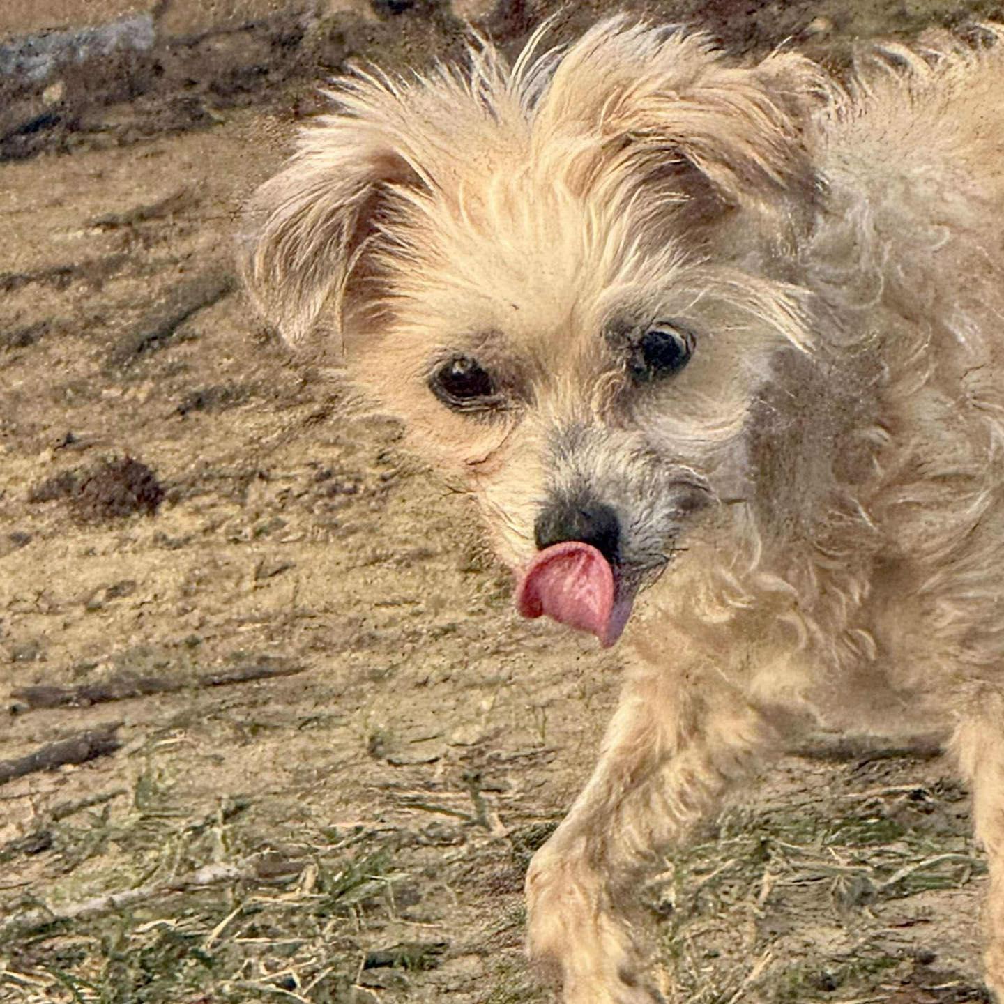 Doris, Adoptable, Senior Female Yorkie Poo.