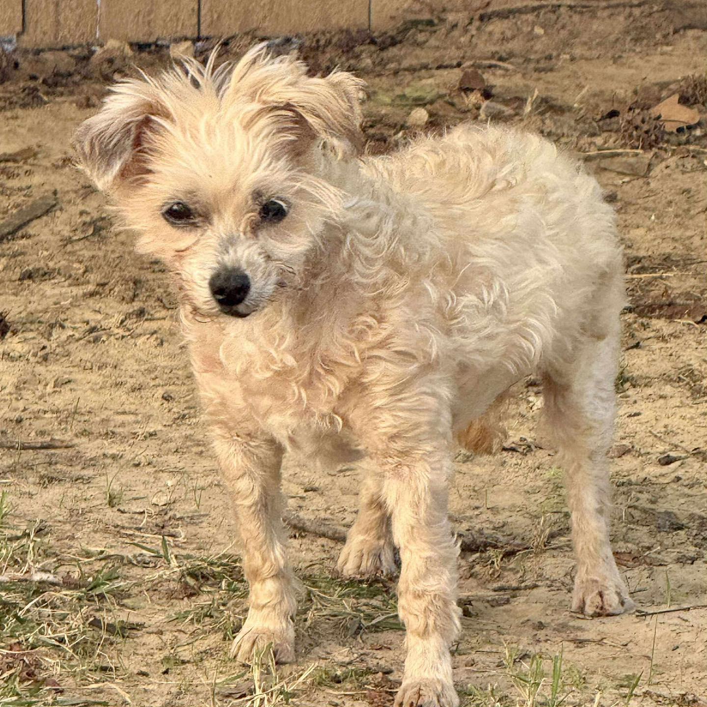 Doris, a Adoptable Yorkie Poo in Broken Arrow, OK image 2/4