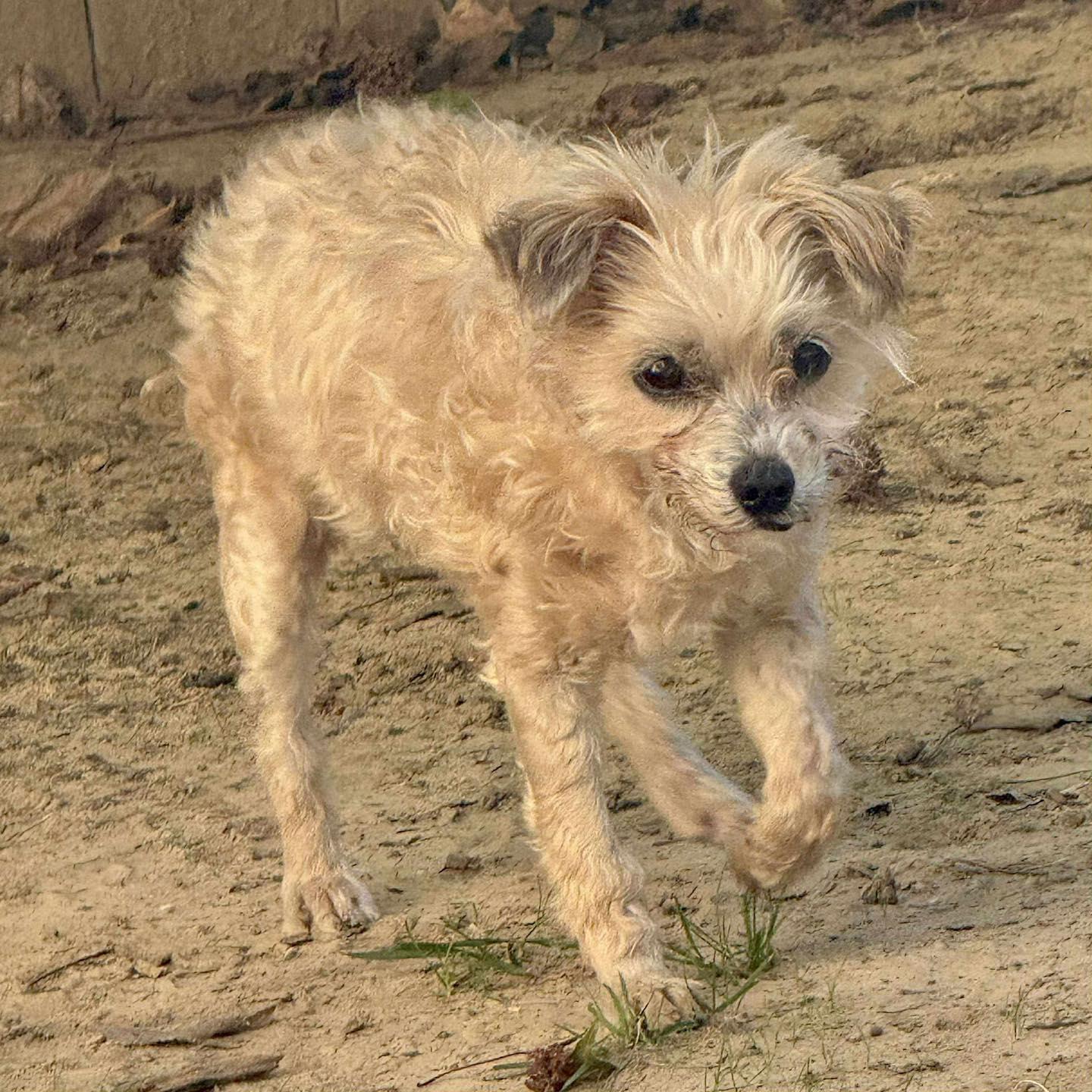 Doris, a Adoptable Yorkie Poo in Broken Arrow, OK image 3/4