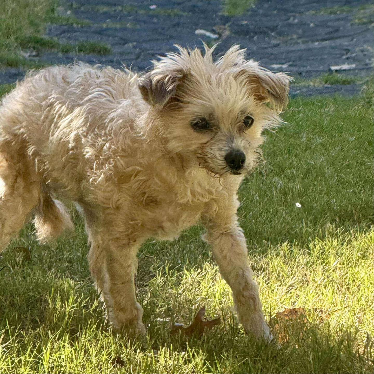 Doris, a Adoptable Yorkie Poo in Broken Arrow, OK image 4/4