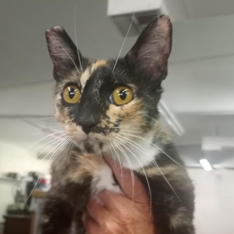 Winny, Adoptable, Adult Female Domestic Short Hair.