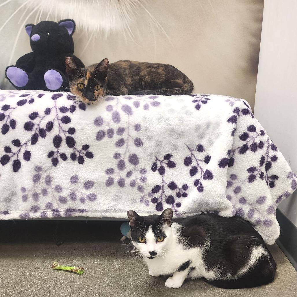 Enlarge Winny, a Adoptable Domestic Short Hair in Hemet, CA image 2/6